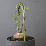 【sou.】亀甲竜  EC3287