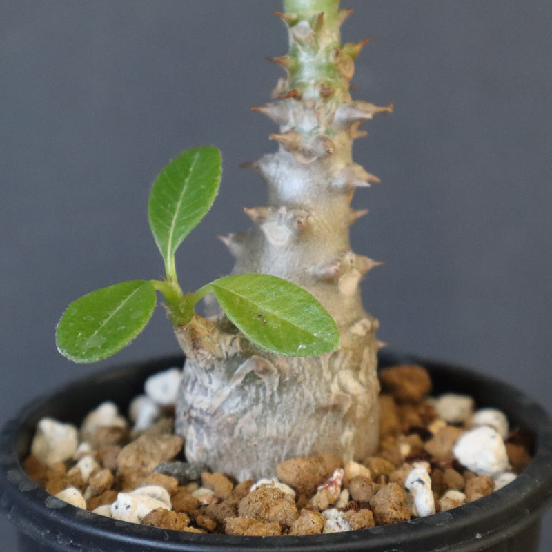 P.ウィンゾリー（実生）273