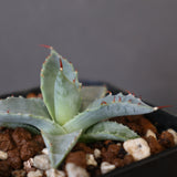 【DRAGON AGAVE】アガベ 日系甲蟹×妖炎 EC1294