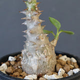 P.ウィンゾリー（実生）273