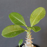 P.ウィンゾリー（実生）273