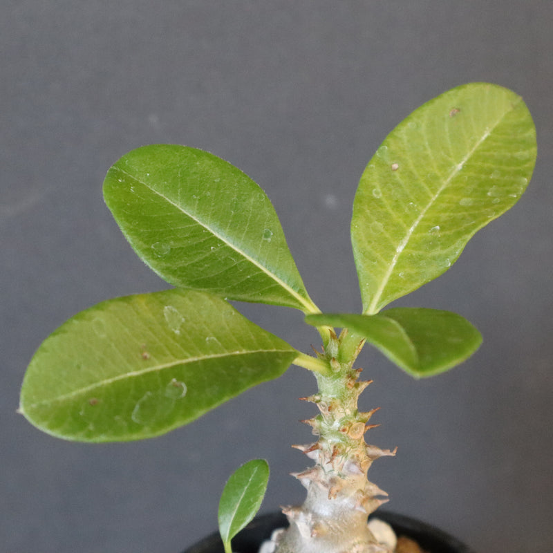 P.ウィンゾリー（実生）273