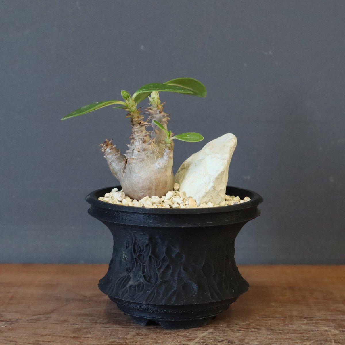 TaiShoDo ONLINE SHOP 塊根植物 多肉植物通販