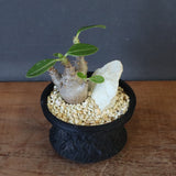 【Plants Greed】P.ウィンゾリー実生 204（ハビタットスタイル）