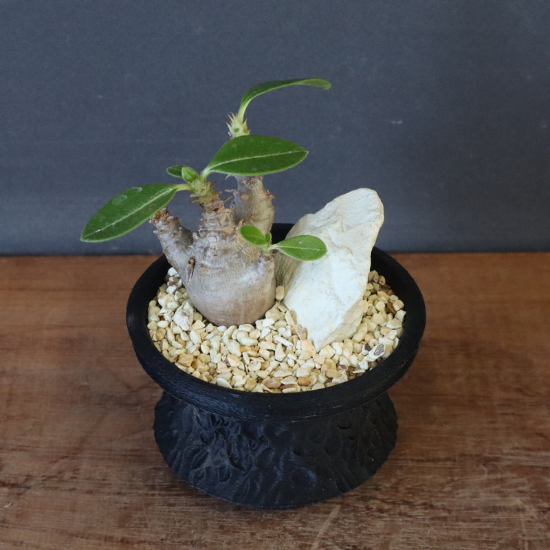 【Plants Greed】P.ウィンゾリー実生 204（ハビタットスタイル）