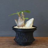 【Plants Greed】P.ウィンゾリー実生 204（ハビタットスタイル）