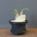 【Plants Greed】P.ウィンゾリー実生 204（ハビタットスタイル）