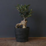 オリーブ（マンザロ二）　EC2043