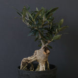 オリーブ（マンザロ二）　EC2043