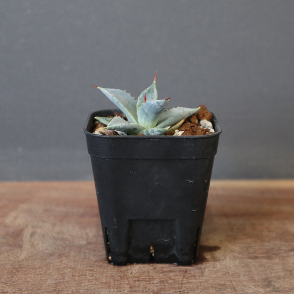 Dragon Agave – TaiShoDo ONLINE SHOP