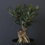 オリーブ（マンザロ二）　EC2043