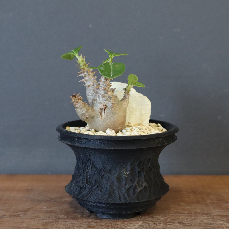 【Plants Greed】P.ウィンゾリー実生 204（ハビタットスタイル）