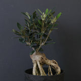 オリーブ（マンザロ二）　EC2043