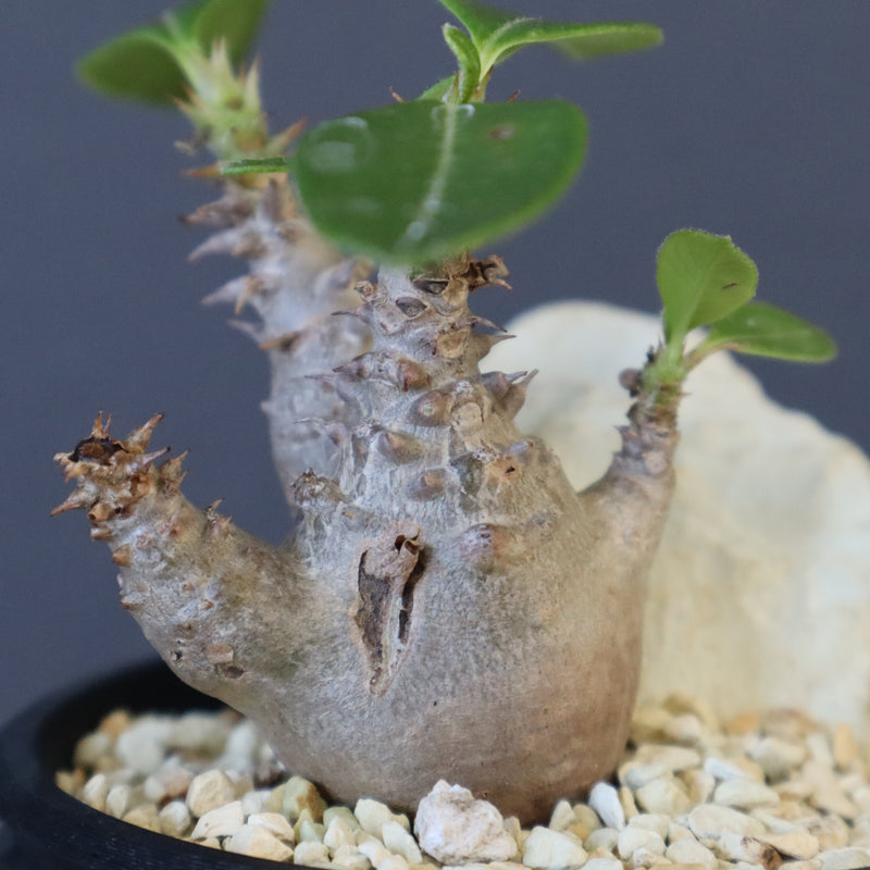 【Plants Greed】P.ウィンゾリー実生 204（ハビタットスタイル）