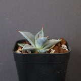 【DRAGON AGAVE】アガベ 日系甲蟹×妖炎 EC1296