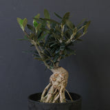 オリーブ（マンザロ二）　EC2043