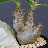 【Plants Greed】P.ウィンゾリー実生 204（ハビタットスタイル）