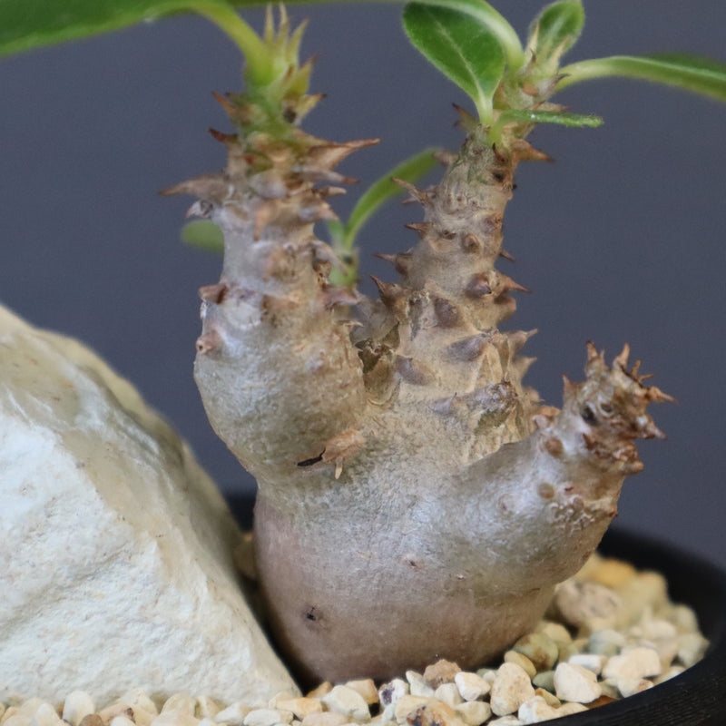 【Plants Greed】P.ウィンゾリー実生 204（ハビタットスタイル）