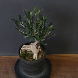 オリーブ（マンザロ二）　EC2043