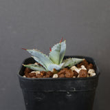 【DRAGON AGAVE】アガベ 日系甲蟹×妖炎 EC1296