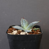 【DRAGON AGAVE】アガベ 日系甲蟹×妖炎 EC1296
