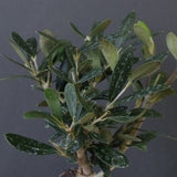 オリーブ（マンザロ二）　EC2043