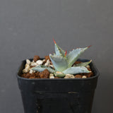 【DRAGON AGAVE】アガベ 日系甲蟹×妖炎 EC1296