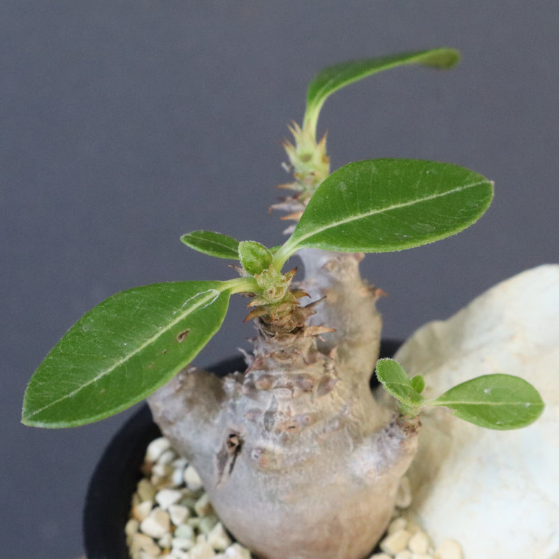 【Plants Greed】P.ウィンゾリー実生 204（ハビタットスタイル）