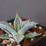 【DRAGON AGAVE】アガベ 日系甲蟹×妖炎 EC1296