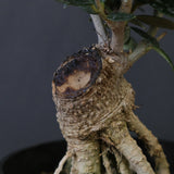 オリーブ（マンザロ二）　EC2043