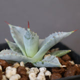 【DRAGON AGAVE】アガベ 日系甲蟹×妖炎 EC1296