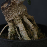 オリーブ（マンザロ二）　EC2043