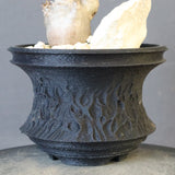 【Plants Greed】P.ウィンゾリー実生 204（ハビタットスタイル）