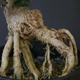 オリーブ（マンザロ二）　EC2043