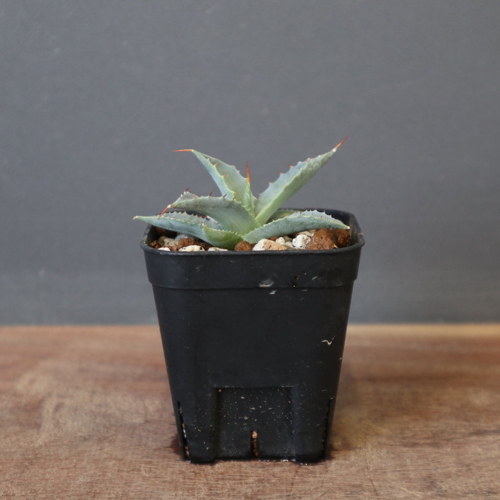 DRAGON AGAVE】アガベ 日系甲蟹×妖炎 EC1293 – TaiShoDo ONLINE SHOP