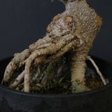 オリーブ（マンザロ二）　EC2043