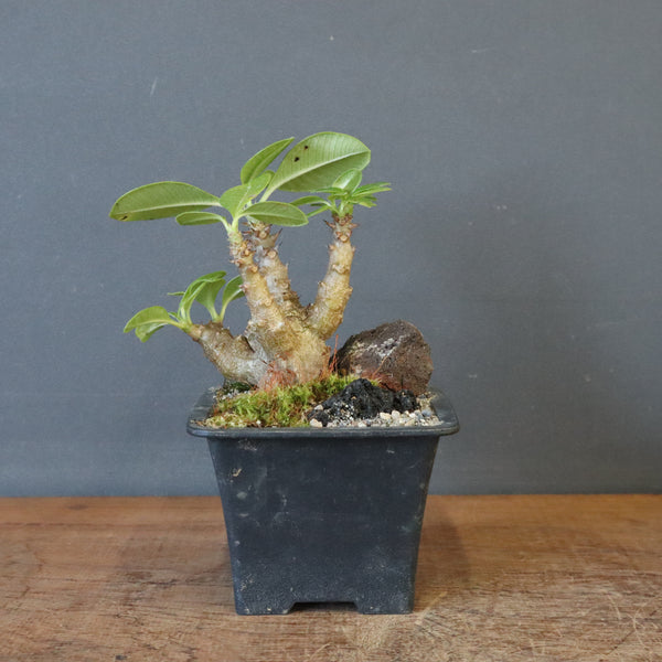 P.ウィンゾリー実生 248（ハビタットスタイル）