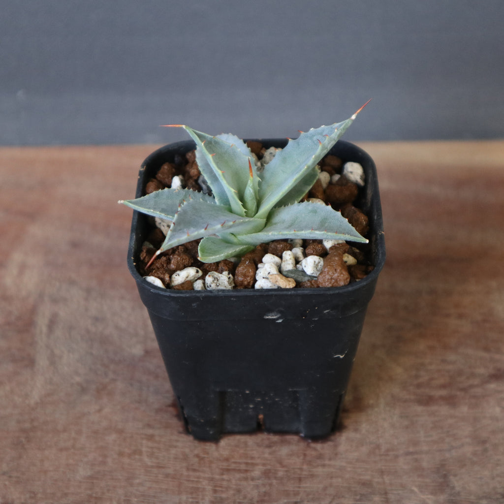 DRAGON AGAVE】アガベ 日系甲蟹×妖炎 EC1293 – TaiShoDo ONLINE SHOP