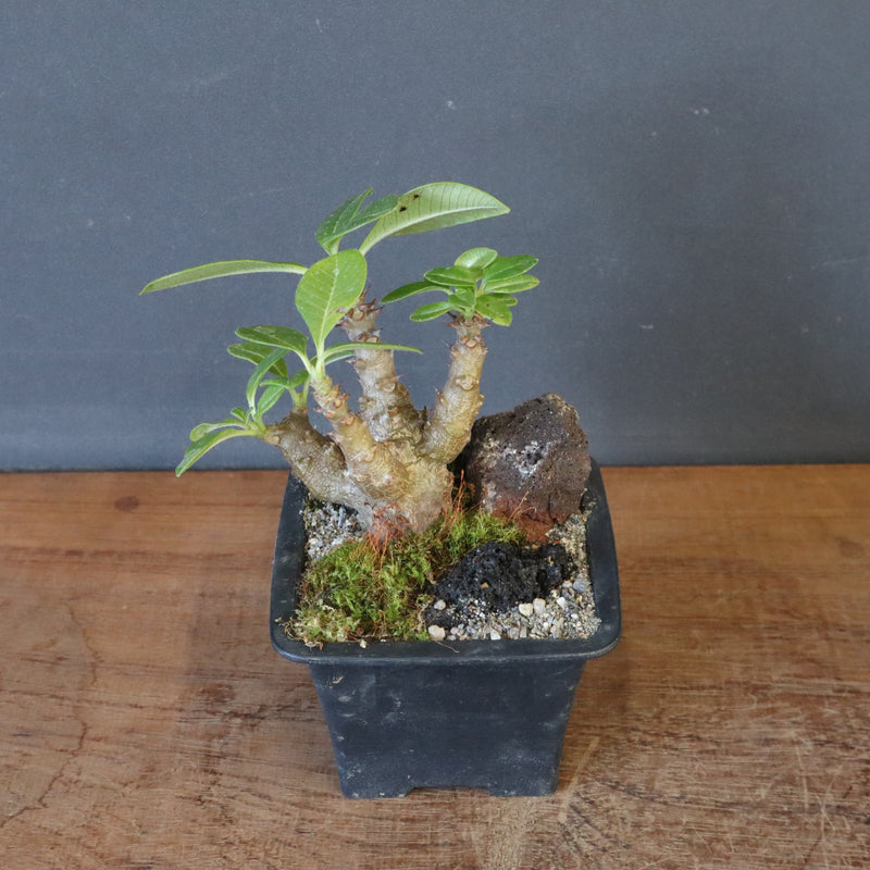 P.ウィンゾリー実生 248（ハビタットスタイル）