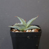 【DRAGON AGAVE】アガベ 日系甲蟹×妖炎 EC1293