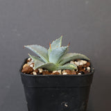 【DRAGON AGAVE】アガベ 日系甲蟹×妖炎 EC1293
