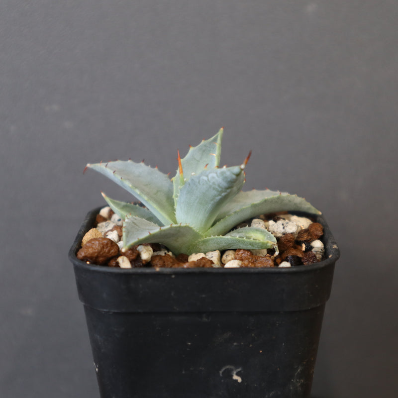 DRAGON AGAVE】アガベ 日系甲蟹×妖炎 EC1293 – TaiShoDo ONLINE SHOP