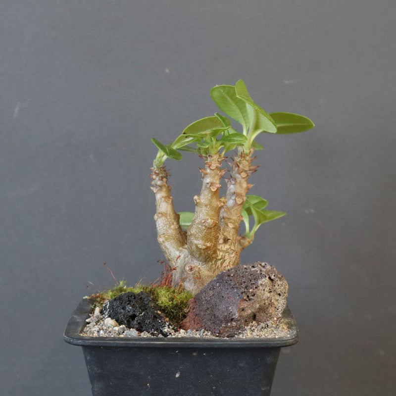 P.ウィンゾリー実生 248（ハビタットスタイル）