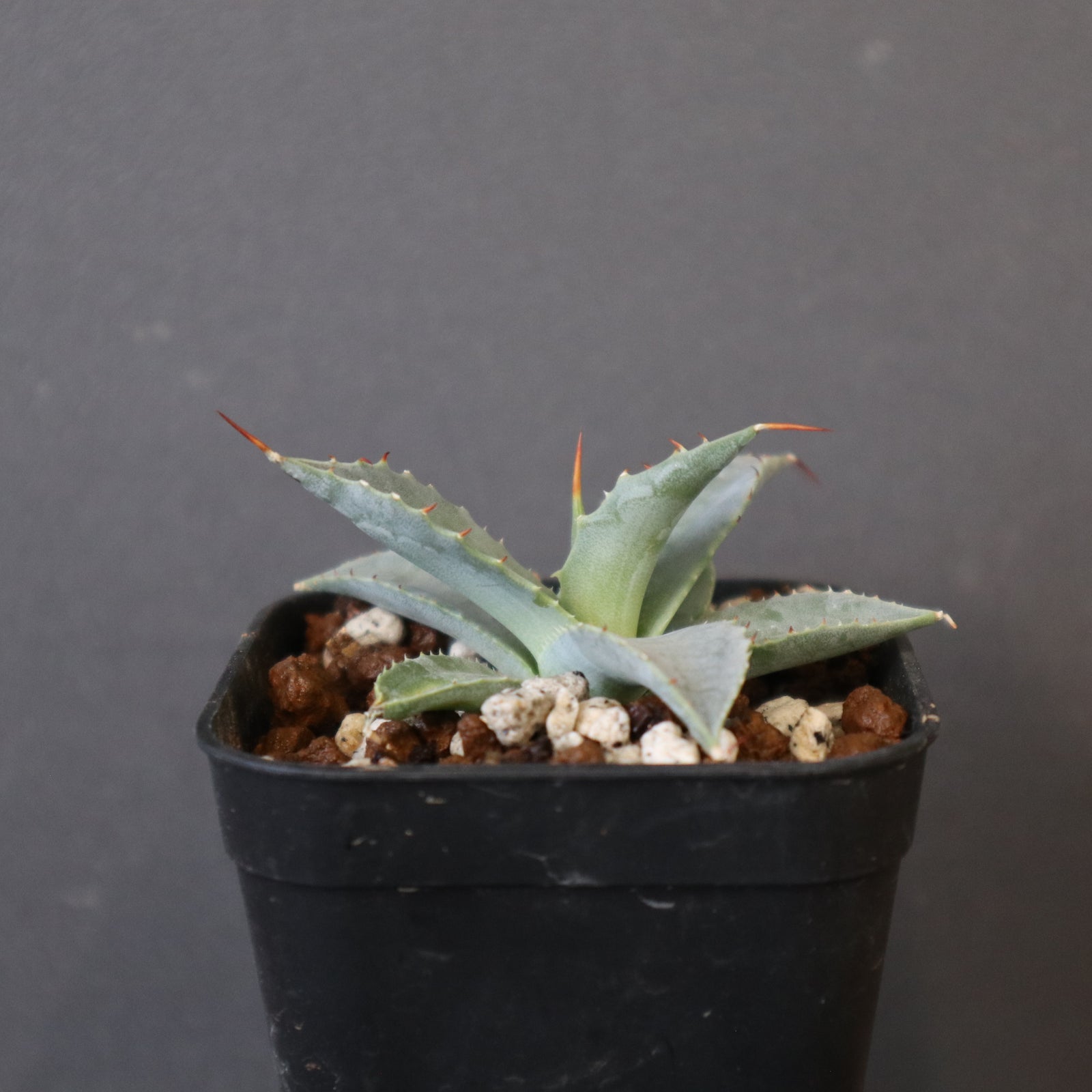 DRAGON AGAVE】アガベ 日系甲蟹×妖炎 EC1293 – TaiShoDo ONLINE SHOP