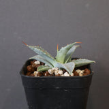 【DRAGON AGAVE】アガベ 日系甲蟹×妖炎 EC1293