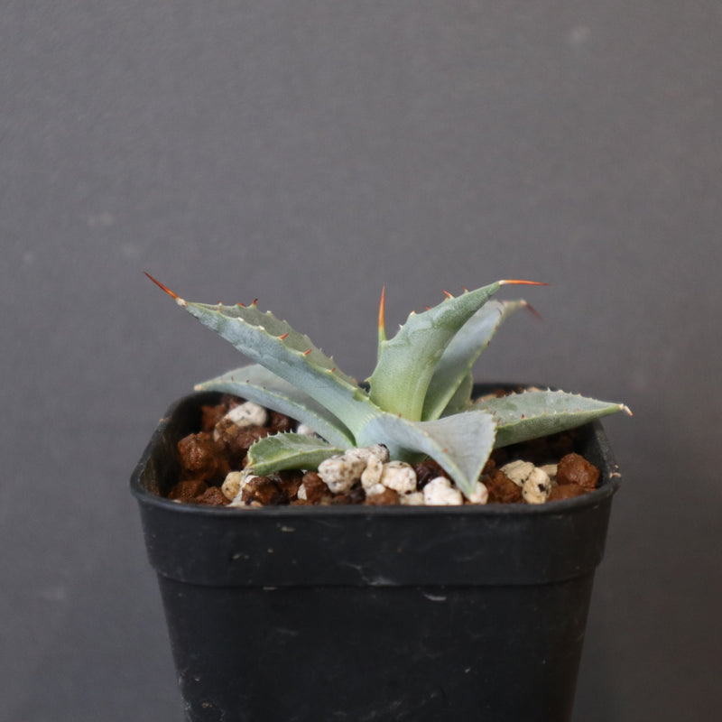 DRAGON AGAVE】アガベ 日系甲蟹×妖炎 EC1293 – TaiShoDo ONLINE SHOP