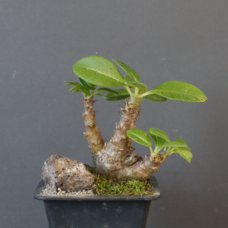 P.ウィンゾリー実生 248（ハビタットスタイル）