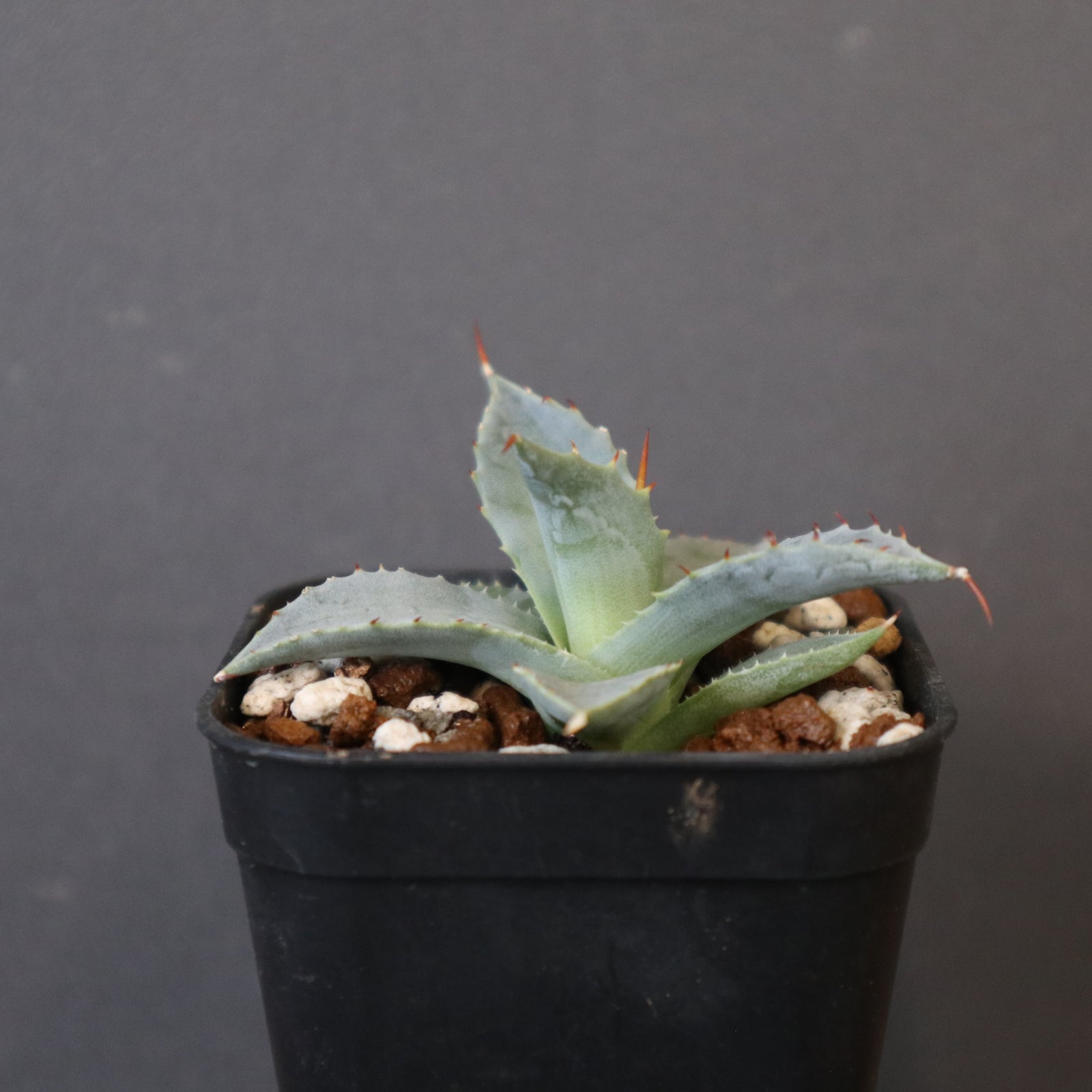 DRAGON AGAVE】アガベ 日系甲蟹×妖炎 EC1293 – TaiShoDo ONLINE SHOP