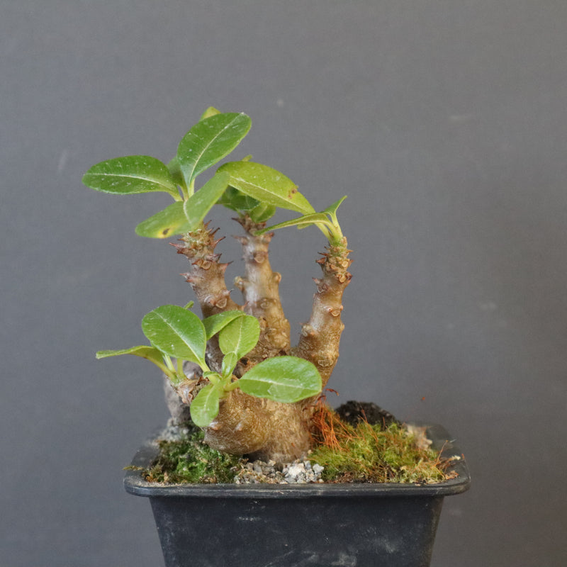 P.ウィンゾリー実生 248（ハビタットスタイル）