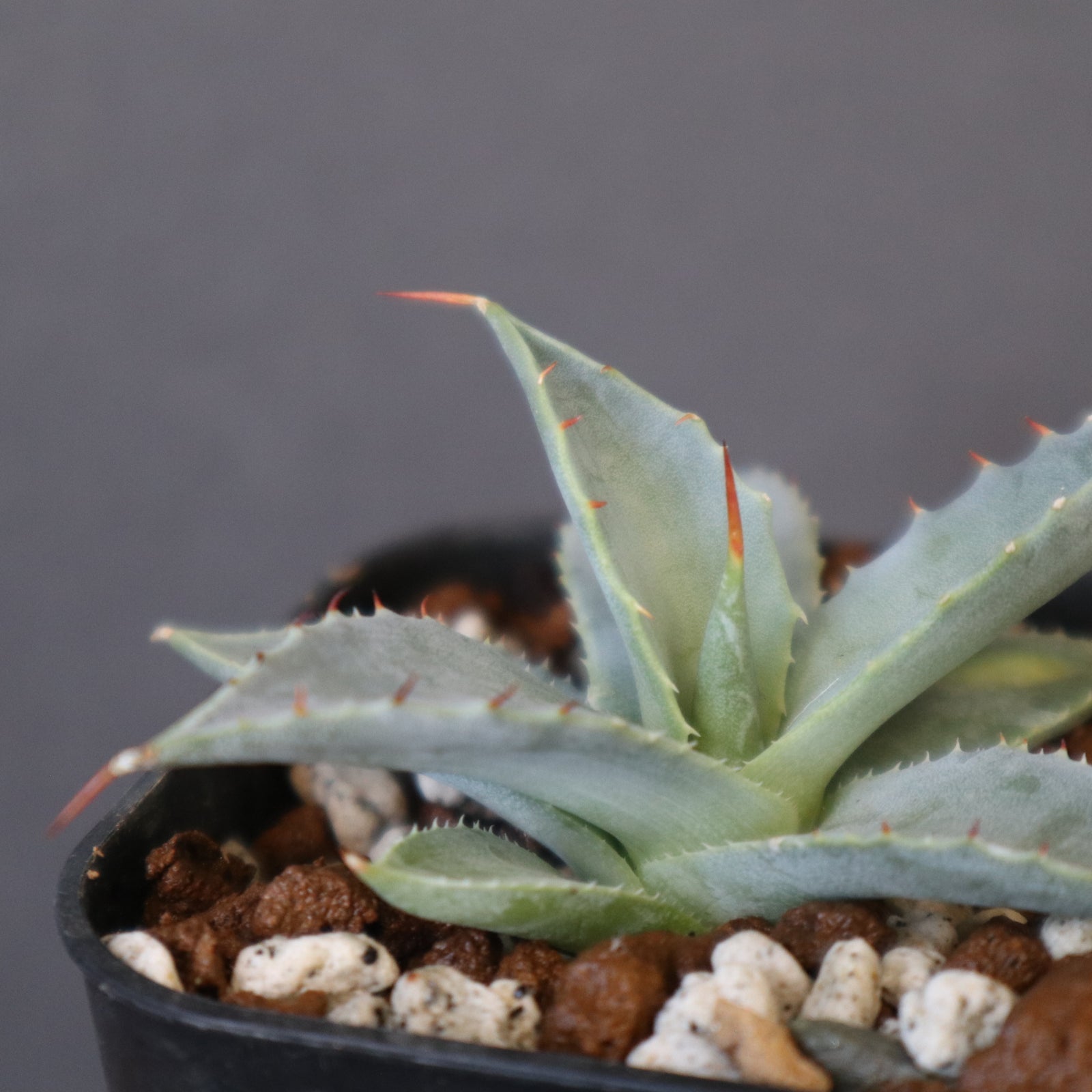 DRAGON AGAVE】アガベ 日系甲蟹×妖炎 EC1293 – TaiShoDo ONLINE SHOP